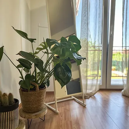 Apartament Dent *